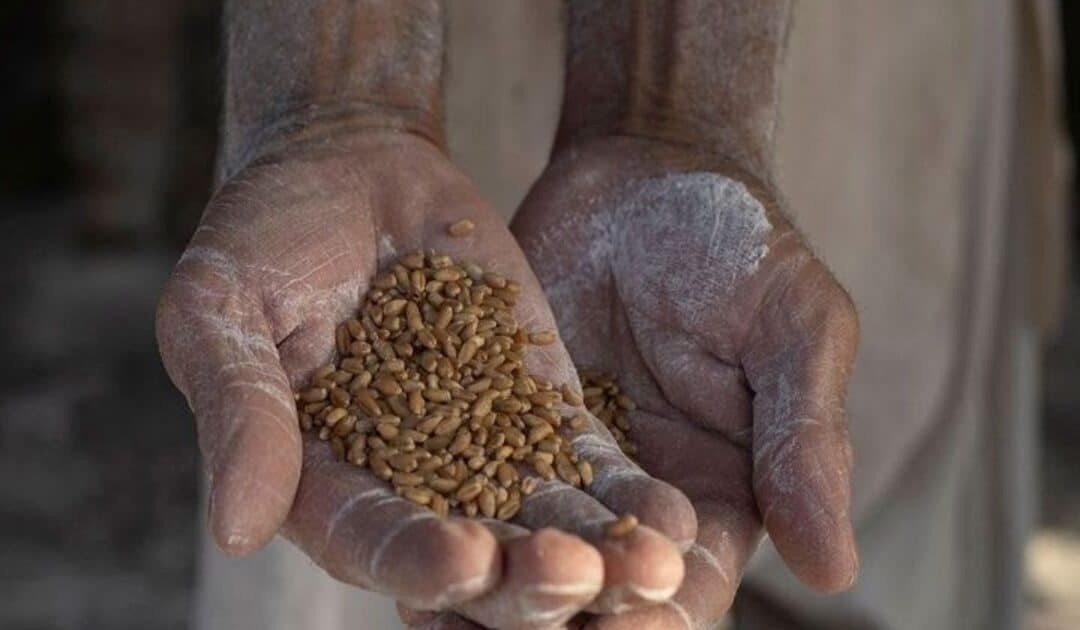 JI Leader Warns of Worsening Wheat Flour Crisis in Khyber Pakhtunkhwa