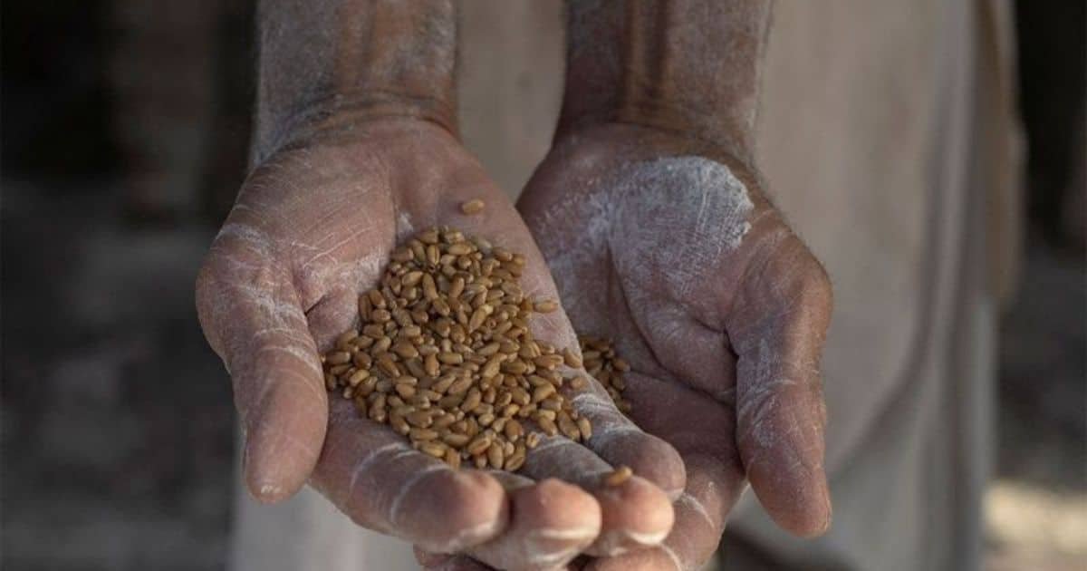 JI Leader Warns of Worsening Wheat Flour Crisis in Khyber Pakhtunkhwa