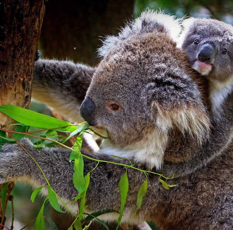 The image shows a Koala in Lahore Zoo