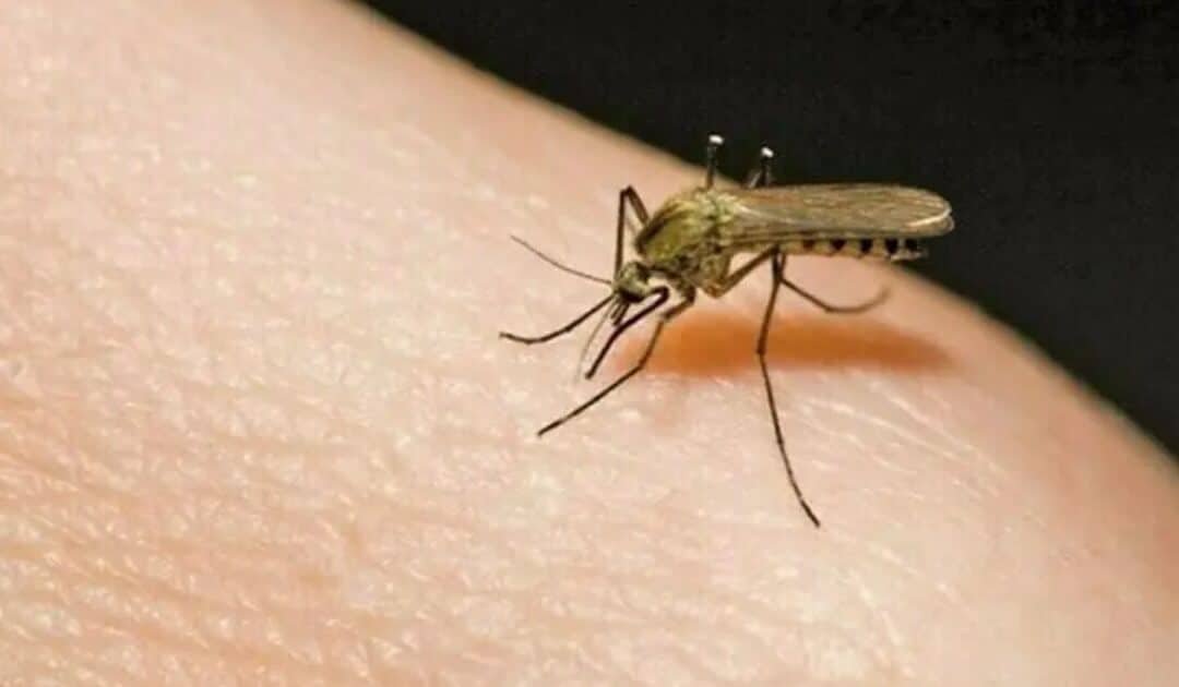 Mosquito-Borne Death Toll in Sindh Much Higher Than Official Figures