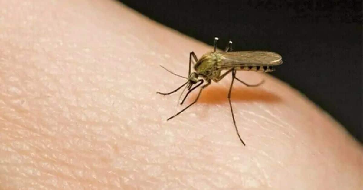 Mosquito-Borne Death Toll in Sindh Much Higher Than Official Figures