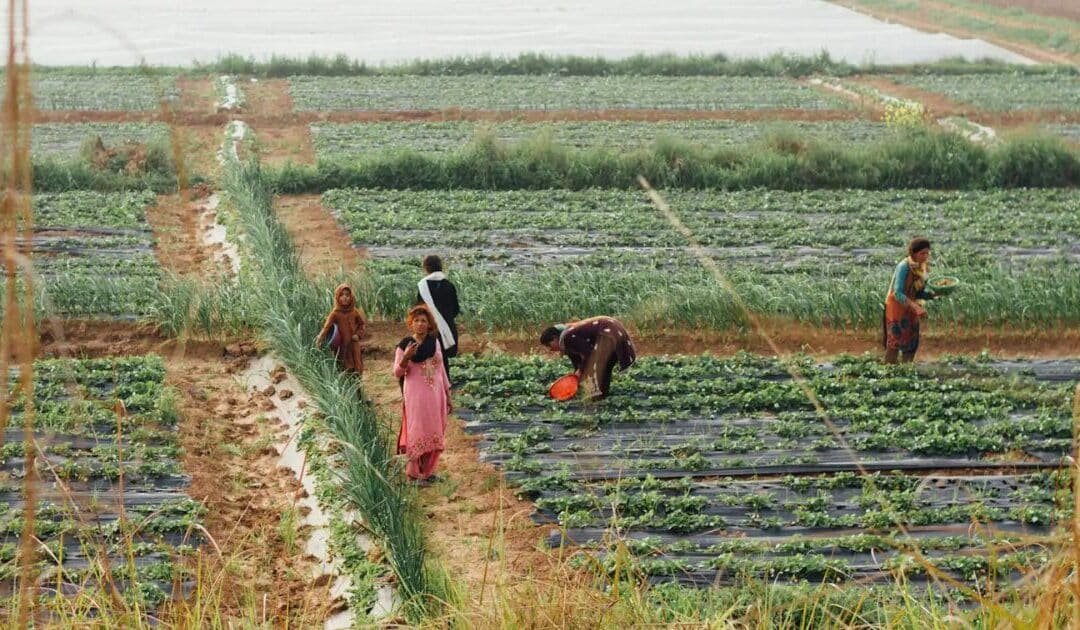Pakistan Must Shift Focus to Crop Diversification for Sustainable Agricultural Growth