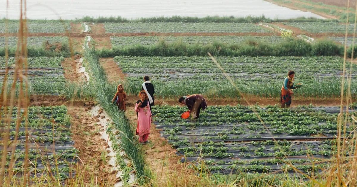 Pakistan Must Shift Focus to Crop Diversification for Sustainable Agricultural Growth