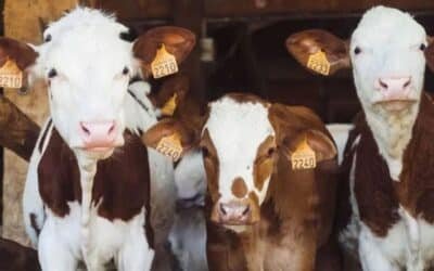 Pakistan Seeks Australian Expertise to Boost Farm and Livestock Yields