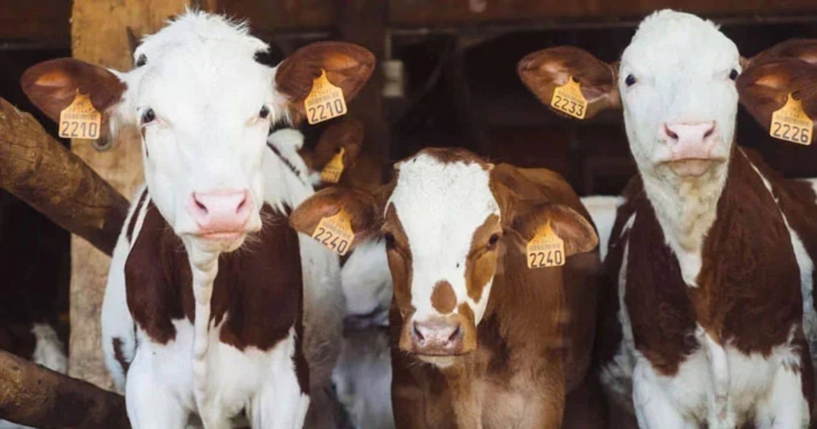 Pakistan Seeks Australian Expertise to Boost Farm and Livestock Yields