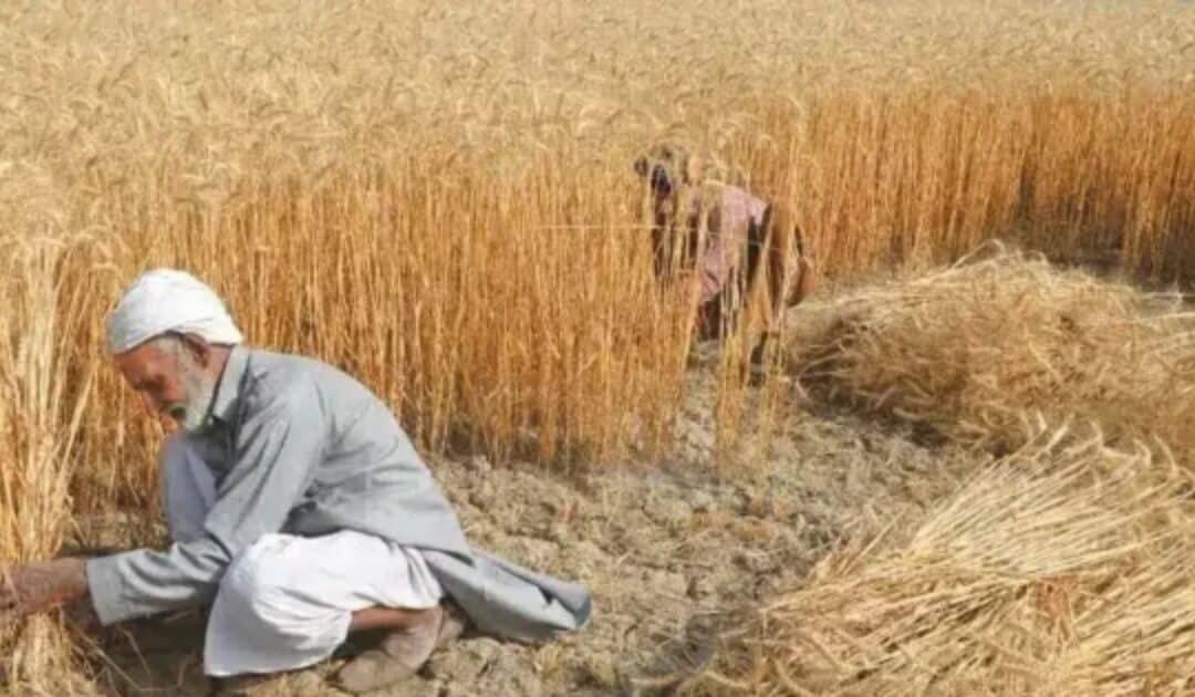 Punjab Claims Supply of 0.85 Million Metric Tonnes of Wheat to Other Provinces Amid Political Dispute