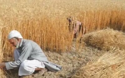 Punjab Claims Supply of 0.85 Million Metric Tonnes of Wheat to Other Provinces Amid Political Dispute