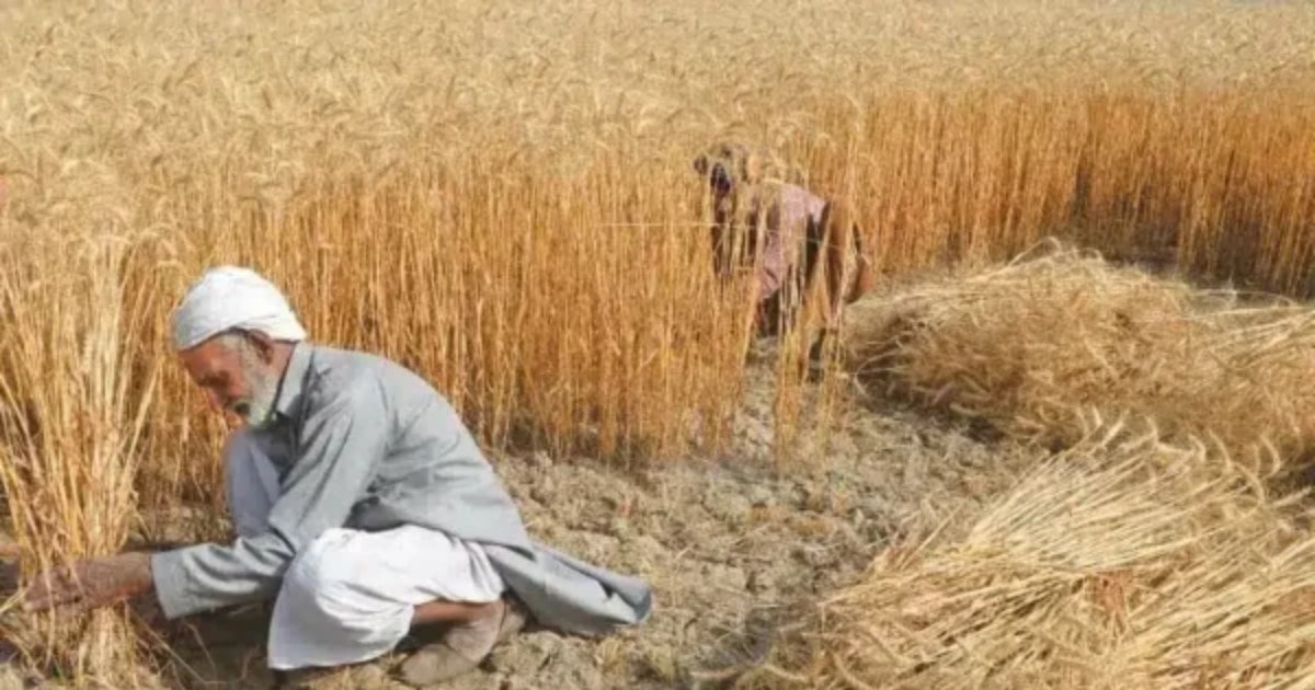 Punjab Claims Supply of 0.85 Million Metric Tonnes of Wheat to Other Provinces Amid Political Dispute