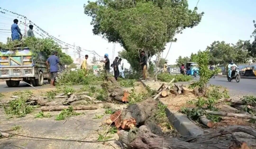 Punjab University Removes SZIC Director Over Illegal Tree Cutting on Campus