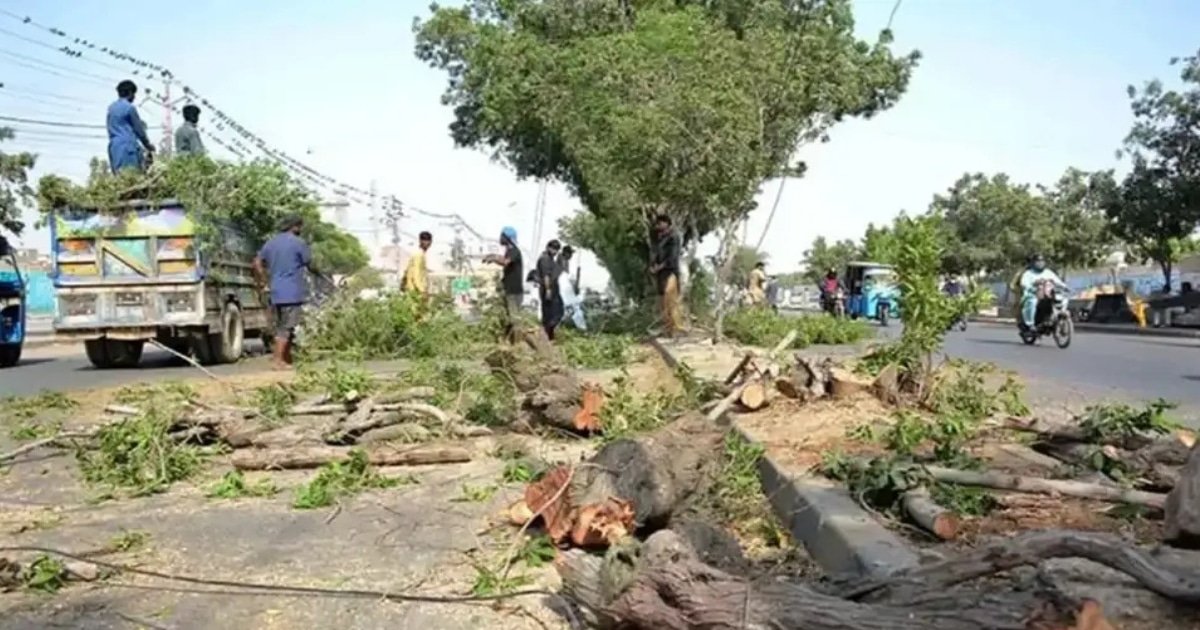 Punjab University Removes SZIC Director Over Illegal Tree Cutting on Campus