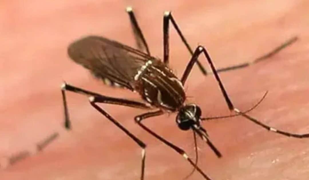 Sindh Hospitals Report 103 Deaths from Dengue and Malaria in 2025