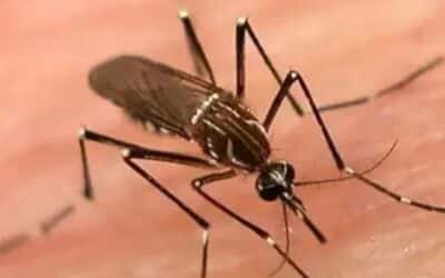 Sindh Hospitals Report 103 Deaths from Dengue and Malaria in 2025
