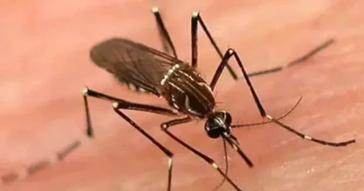 Sindh Hospitals Report 103 Deaths from Dengue and Malaria in 2025 Sindh Hospitals Report 103 Deaths from Dengue and Malaria in 2025