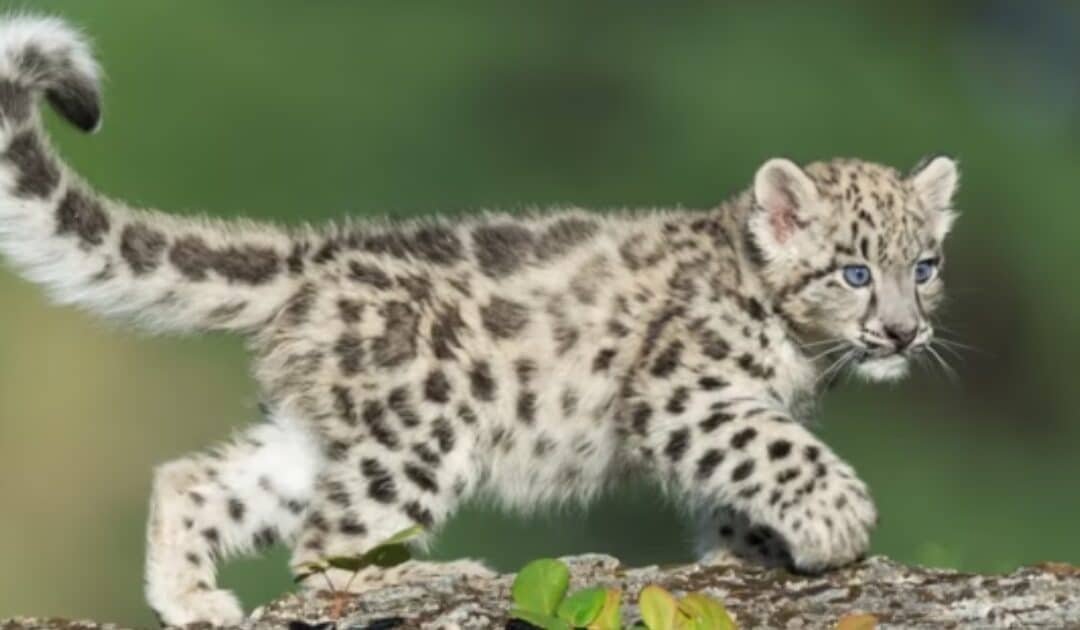 Snow Leopard Found Dead in Chitral’s Garam Chashma Valley, Investigation Underway