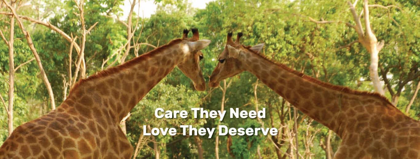  The image show two giraffes in Lahore Zoo