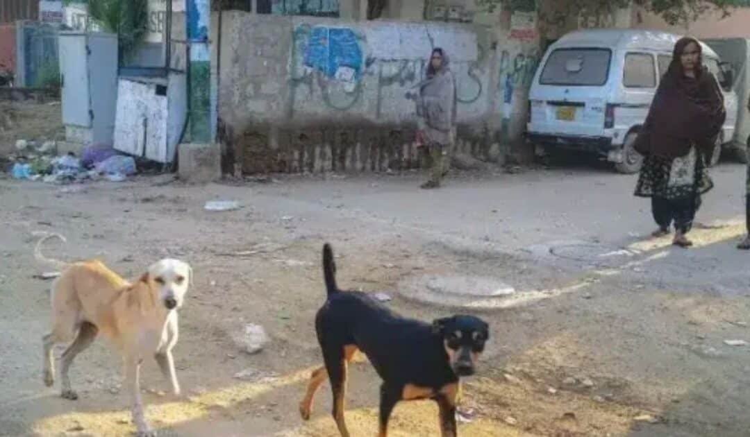 3-Year-Old Girl Mauled to death by Pack of Dogs in Dunyapur