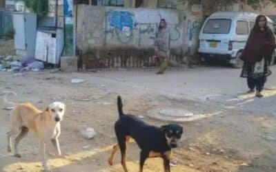 3-Year-Old Girl Mauled to death by Pack of Dogs in Dunyapur