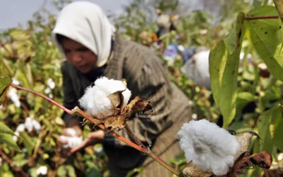 Marginal Output Gains Overshadowed by Global Cotton Trade Shifts