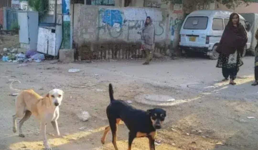 Rabid Dog Mauls Five, Exposes Medicine Shortages