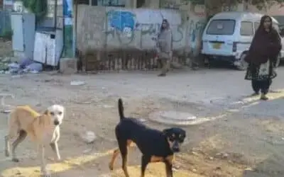 Rabid Dog Mauls Five, Exposes Medicine Shortages