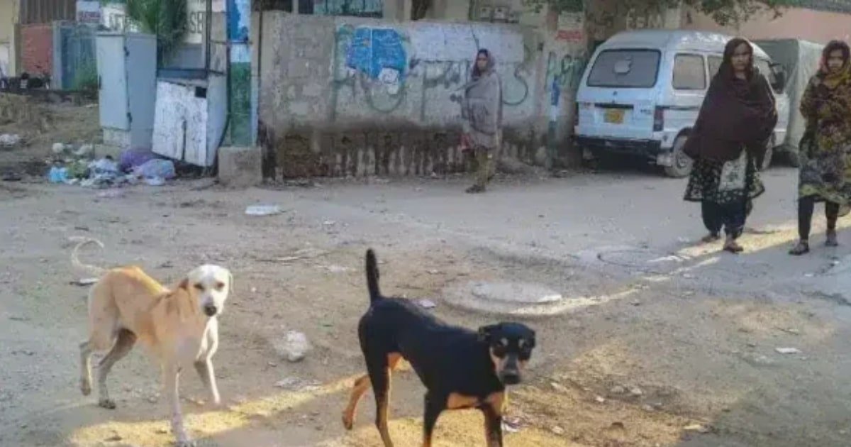 Rabid Dog Mauls Five, Exposes Medicine Shortages