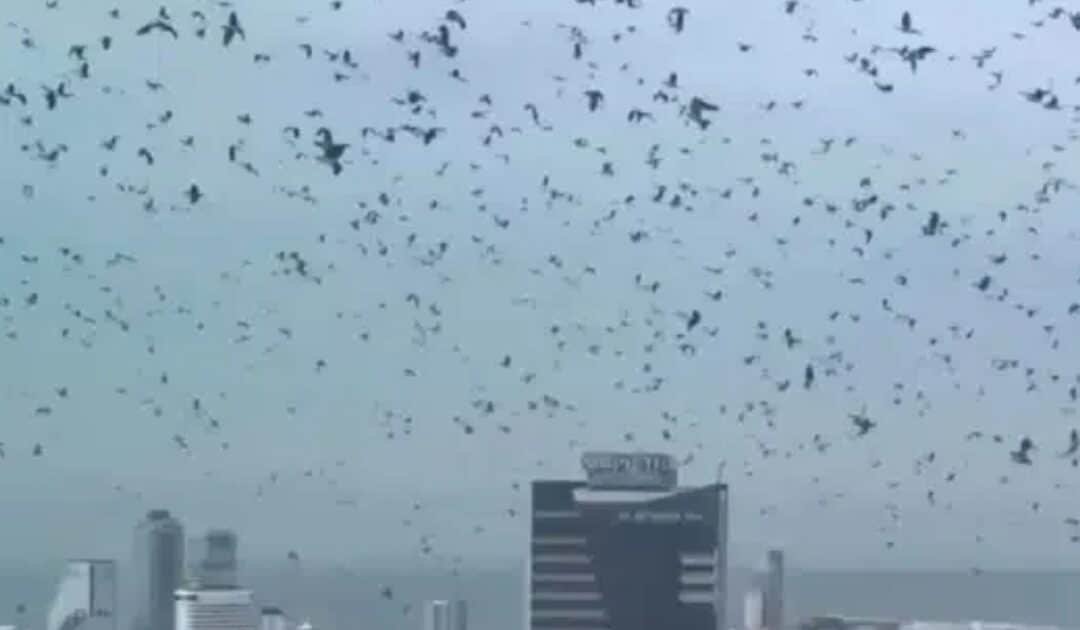 Crows Over Tel Aviv, Viral Phenomenon Debunked by Experts