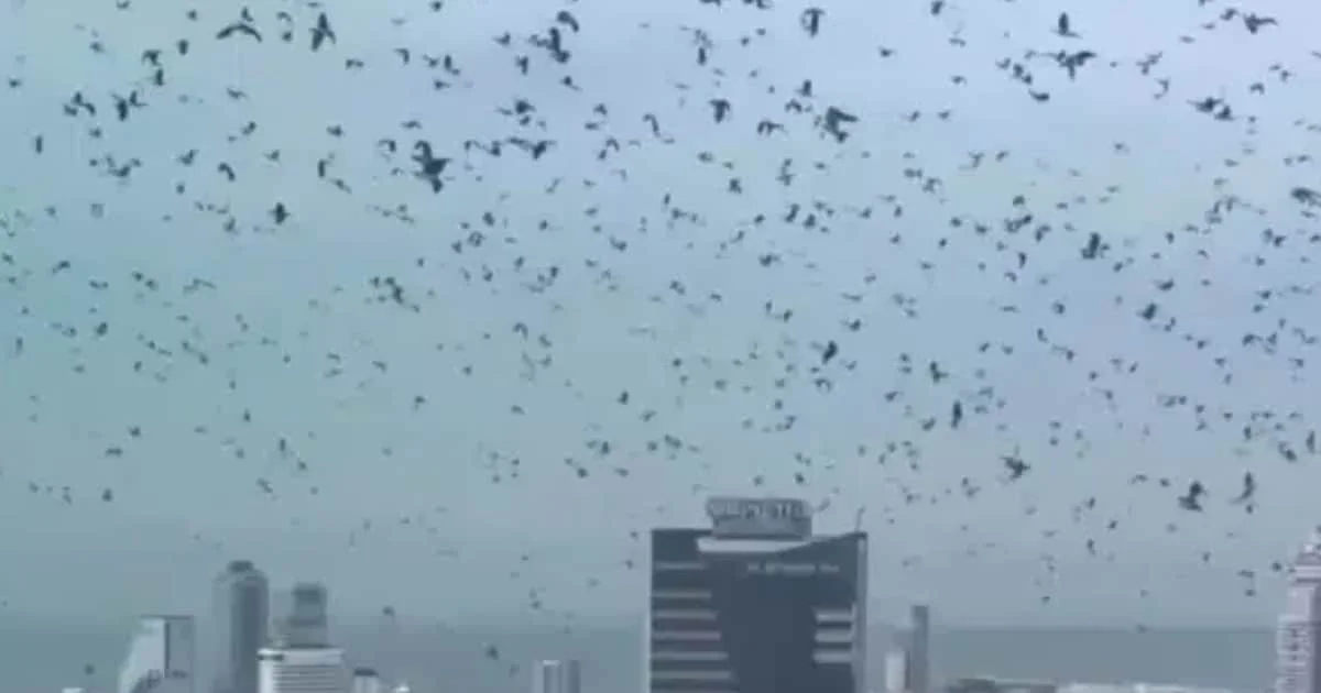 Crows Over Tel Aviv, Viral Phenomenon Debunked by Experts