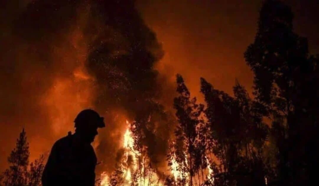 Forest Fire Devastates Rare Ancient Trees in Shangla’s Balkanai Area