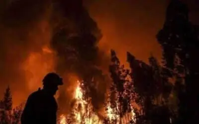 Forest Fire Devastates Rare Ancient Trees in Shangla’s Balkanai Area