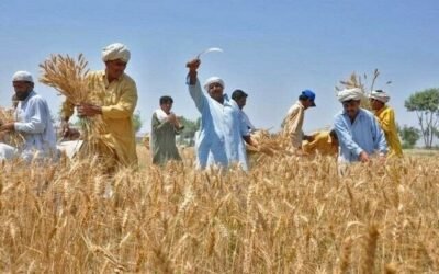 Punjab achieves record 22 million metric tonnes of wheat production: CM Maryam