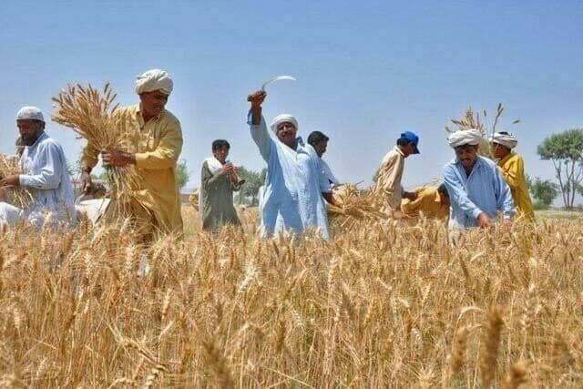 Punjab achieves record 22 million metric tonnes of wheat production: CM Maryam