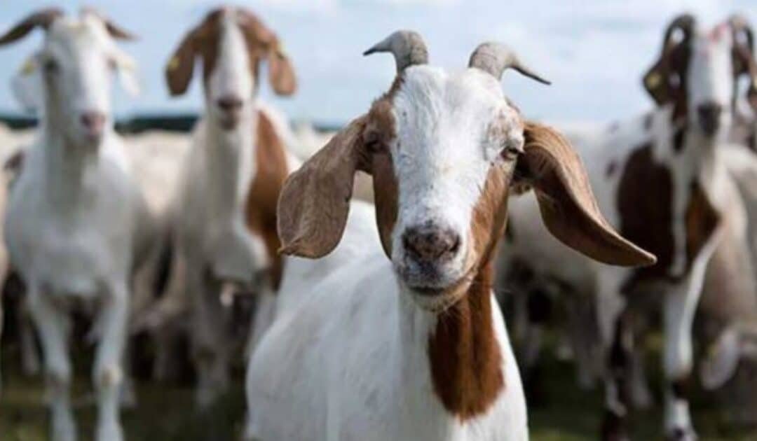Theft of 25 sacrificial goats worth Rs1.9 million reported in Karachi’s Gulistan-i-Jauhar