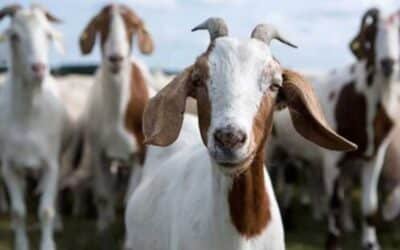 Theft of 25 sacrificial goats worth Rs1.9 million reported in Karachi’s Gulistan-i-Jauhar