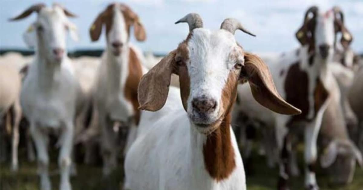 Theft of 25 sacrificial goats worth Rs1.9 million reported in Karachi’s Gulistan-i-Jauhar