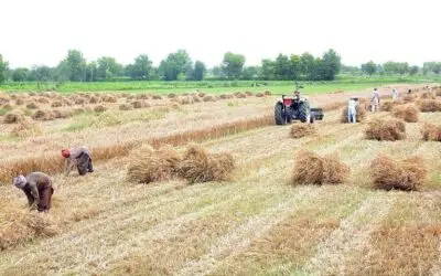 ECC Approves 175,000 tonnes of 100% Local Wheat Supply for Pakistan Army
