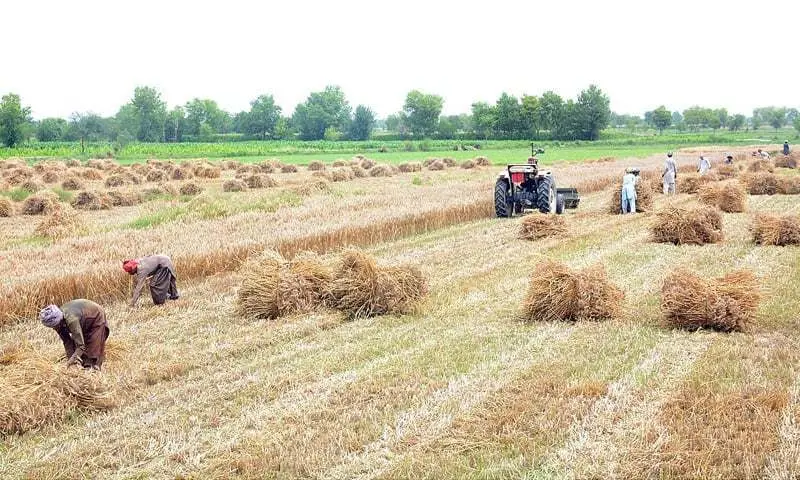 ECC Approves 175,000 tonnes of 100% Local Wheat Supply for Pakistan Army ECC Approves 175,000 tonnes of 100% Local Wheat Supply for Pakistan Army