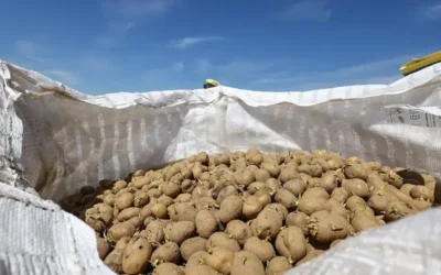 Moscow Clears 101 Punjab Exporters as Russia Lifts Ban on Pakistani Potato Imports