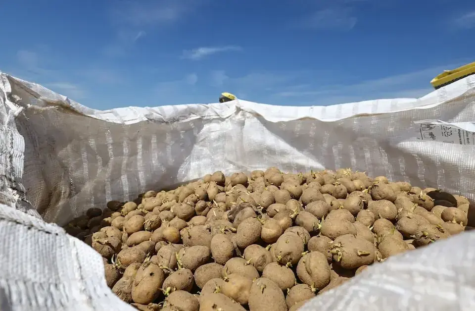 Moscow Clears 101 Punjab Exporters as Russia Lifts Ban on Pakistani Potato Imports Moscow Clears 101 Punjab Exporters as Russia Lifts Ban on Pakistani Potato Imports