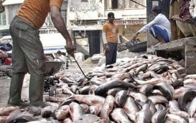 Pakistani Seafood Reaches European Supermarket Shelves in Major Export Milestone