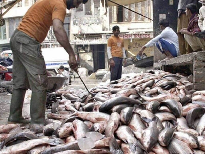 Pakistani Seafood Reaches European Supermarket Shelves in Major Export Milestone