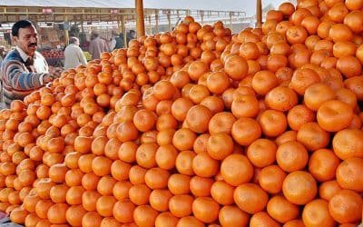 Pakistan Eyes China’s Retail Market to Grow Kinnow Exports